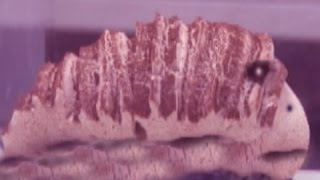 【実験44予告】真空生物　UMA??? / 米村でんじろう[公式]