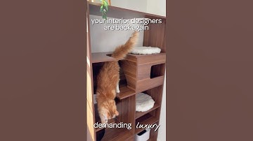 Home decor, but make it pet-friendly. This modern cat tree bookshelf does it all.