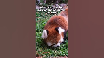 Red Pandas: Nature