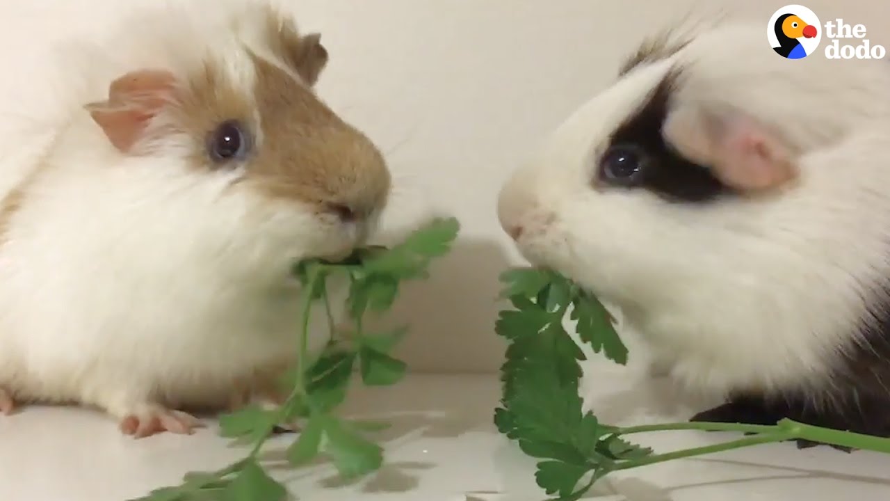 Guinea Pigs LOVE To Eat Their Dinner Together YouTube