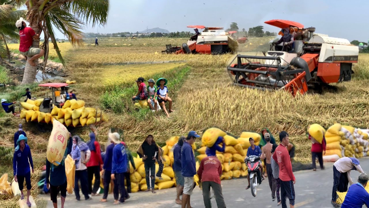 harvest-rice-on-farm-in-south-vietnam-goes-to-the-market-sell-live