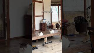 고양이 집에 들어온 사람.. #담양숙소 #혼여행