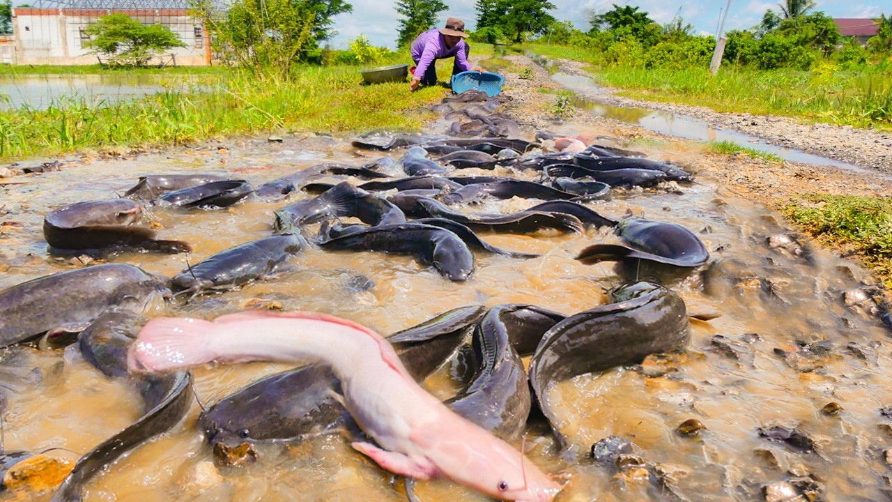 Catching Giant Catfish by Hand During Flood – Unbelievable! - YouTube