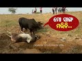 Special Story | Display Of Love By This Bull Will Leave You In Tears-OTV Report From Jagatsinghpur