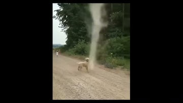 Dog Stops Tornado from Forming