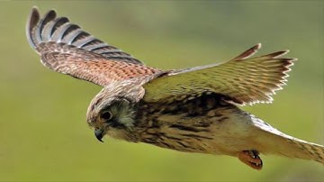 0 Subscriber Special: Flight of the Kestrel – A poem for FTL