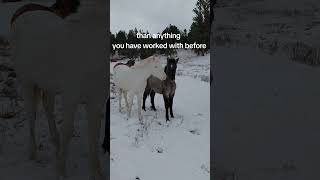 a snippet of the actual history of the early western horse. #spanishmustang #spanishbarb #indianpony
