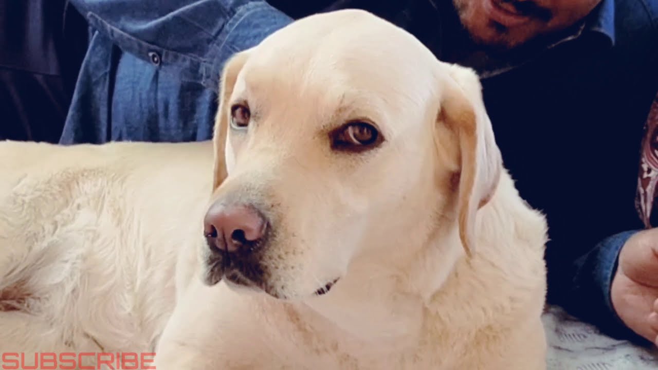 Dog Demands Belly Rub Cute Labrador Getting Belly Rubs Dog Belly Rub YouTube