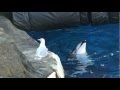 Funniest animal video: dolpin tricks seagull