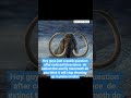 question #woollymammoth #paleontology