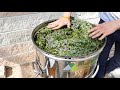 Distillation of Rosemary essential oil - distiller plus