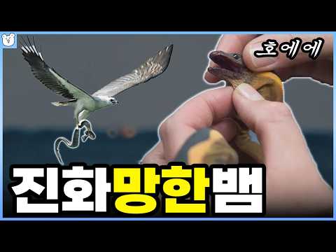 바다에 사는데요 바닷물을 못마십니다🐍진화 잘못한 뱀