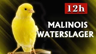 Malinois Canary The Best Training Song 2023