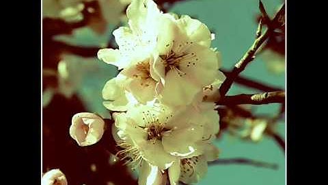 سورة النجم بصوت الشيخ ماهر المعيقلي .wmv