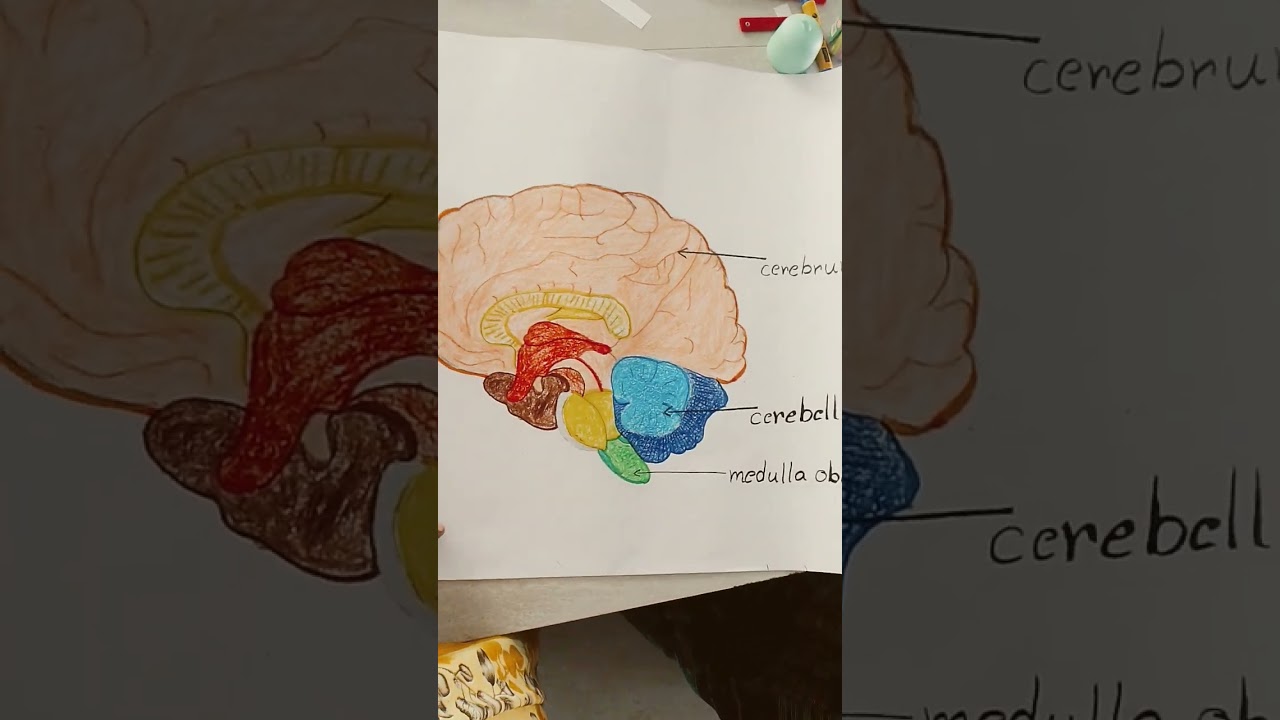 human brain drawing 