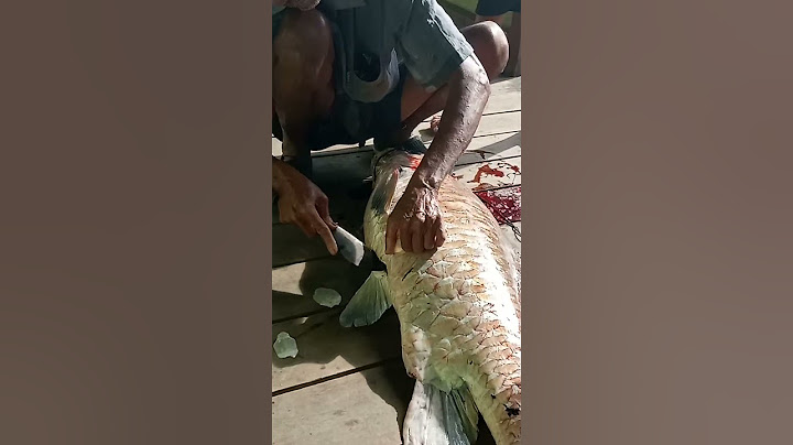 ikan empurau 18kg