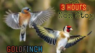 Masteran Kenari GOLDFINCH Chardonneret