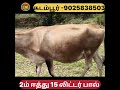 உங்களுக்கு பிடித்த மாடுகள் விற்பனை #shortvideo #shortsfeed #shortsviral #shorts #cow #short #good