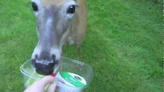 Antics Of Patchy - Hold The Celery Please