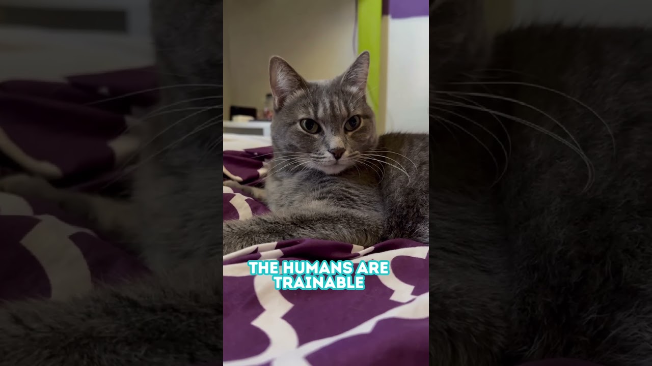 Funny Cat Joke I Hilarious Video | Cat Cuteness Overload! Cats observe Humans Skit