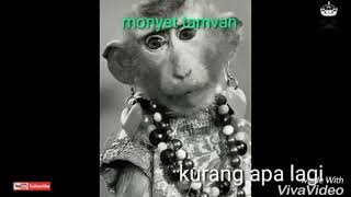 Status Wa Lucu Dan Gokil Abis