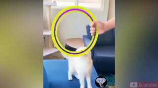 Cute Cats Video Clips 2021 Try Not To Laugh Cutest Cat Ever You Seen