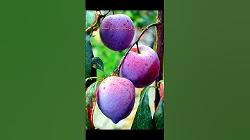 «سورة التين كاملة | الشيخ محمد اللحيدان 🥀