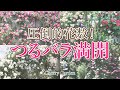 【つるバラ】満開になったバラの中から、花付きの良いつるバラをご紹介