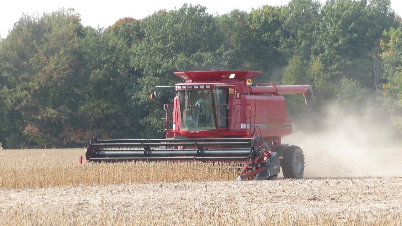Case IH 2388 Combine Harvesting Soybeans 2020 YouTube
