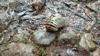 Pill Millipede