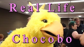 Real Life Chocobo