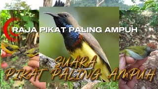Suara pikat burcil di jamin langsung nempel #suarapikatburungkecilribut