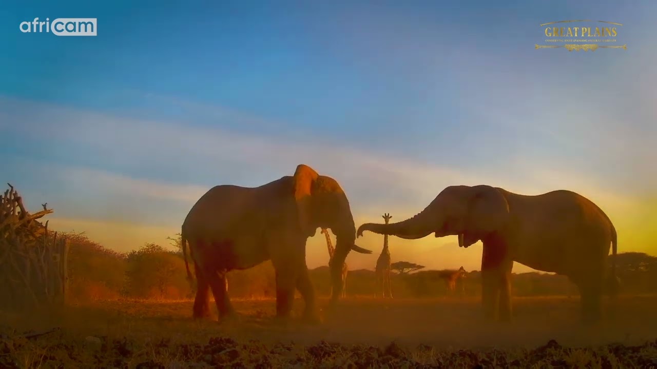 Wildlife Unfiltered: 20-Minute Highlights from the ol Donyo Hide Cam | Great Plains Conservation