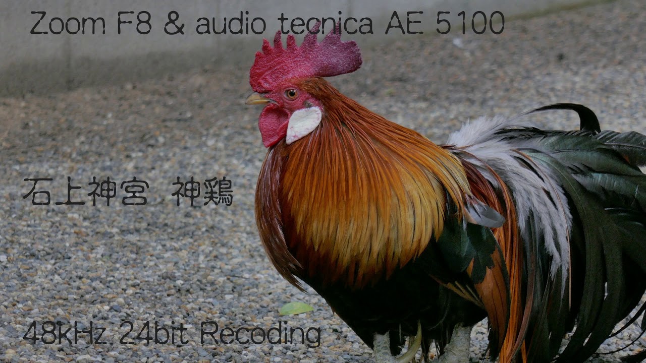 Zoom F8 & audio technica AE 5100 　石上神宮「神鶏」