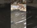 Swimming expert monkey 🙈 #shorts #funnyshorts