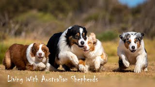 Living With Australian Shepherds