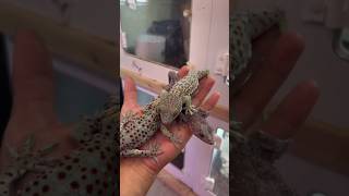 😱 Animals ke aise facts jo aapko shock kar denge! 🐾#animals #shorts #viral #facts #viralvideo