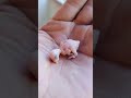 #pets #modapet #viralvideo #birds #petsfofinhos #lovebirds #parrot #periquitosaustralianos