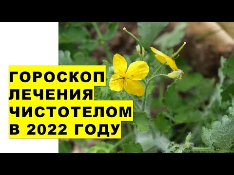 Гороскоп лечения чистотелом в 2022 году