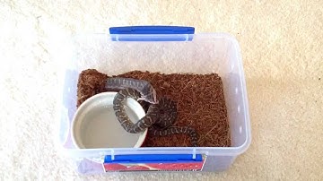 First feeding of fuzzy Rat to my Bredli Python Part 2