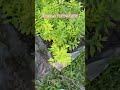 Safed Chandan Tree for Plantation | White Sandalwood Plant Sale #whitesandalwood #plants #plantation