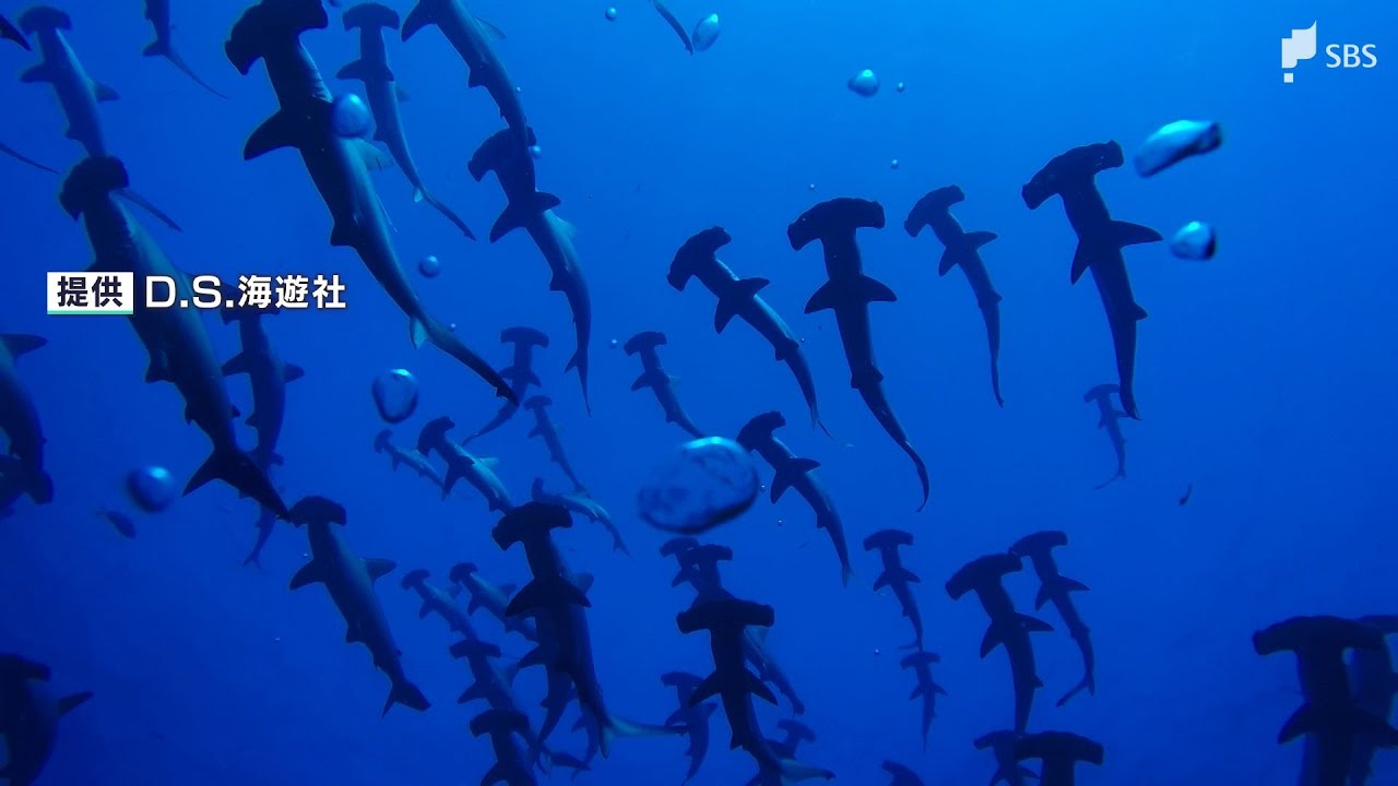 I was surprised when they suddenly appeared right in front of me