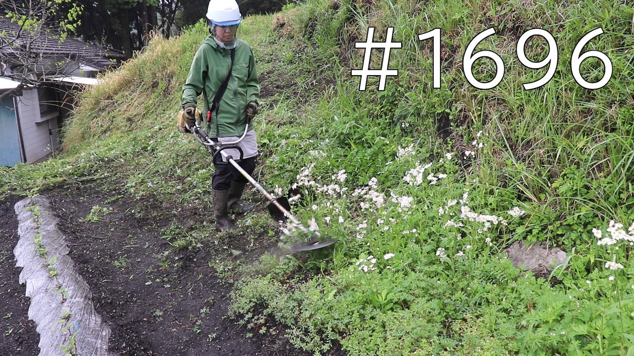 ハルジオンにスイバが背丈も高く伸び放題｜雨の中チップソーで何処まで刈れるかな？