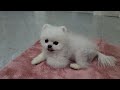 강아지가 목욕하고 싶다고 울어요ᅲᅲ