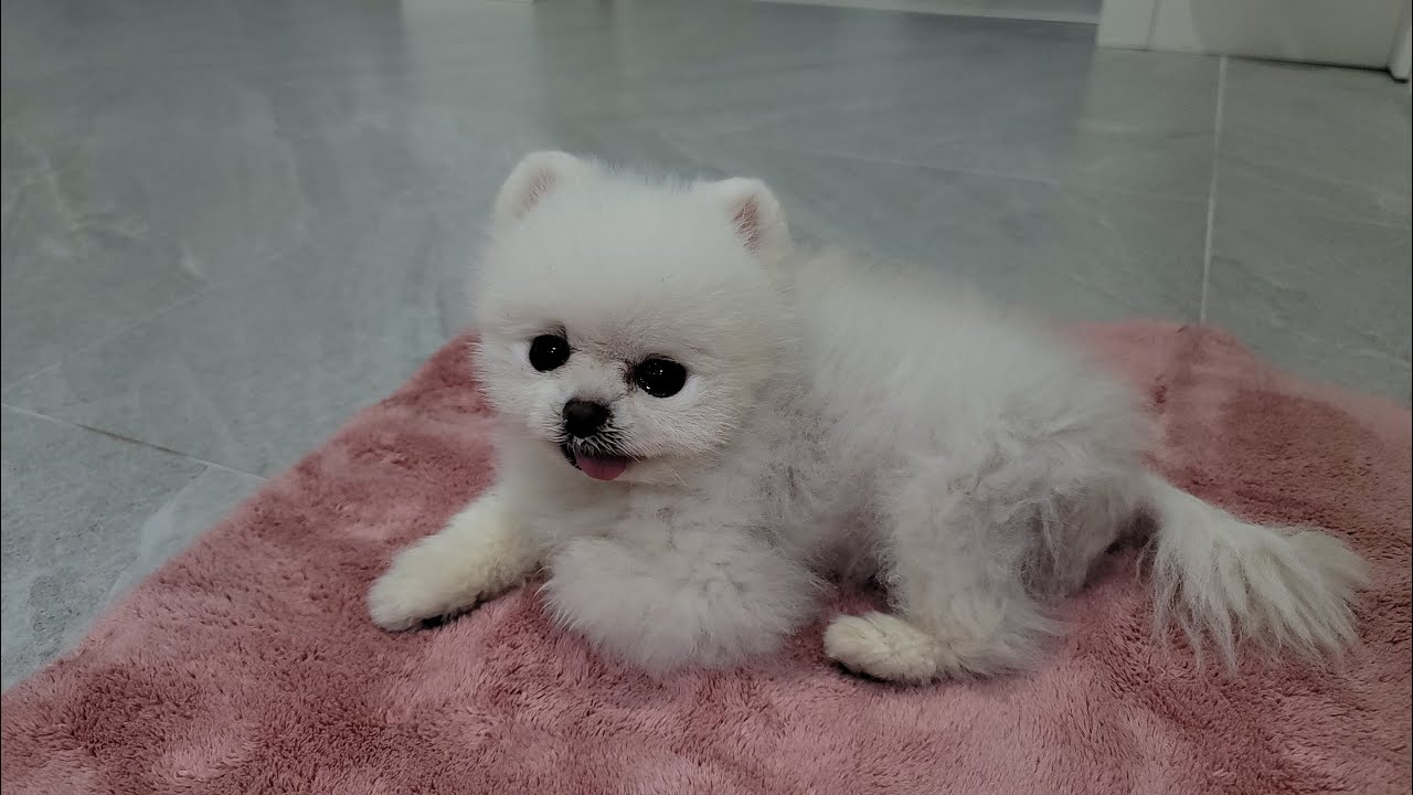 Собака, которая до слез просит купаться