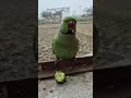 parrot sound 🦜🙏🦜#parrot #ringneckparrot #birds #parrottalking #nonstoptalkingparrot #mithukibatain🙏🙏