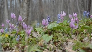 カタクリ満開、遅い春 北海道・旭川の自然公園