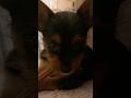 This little one has skills ! Luna also goes from Luna to Luney Tune fast #luneytune #petcontent