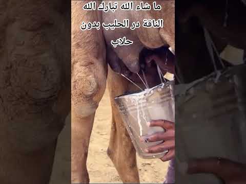 الناقة در الحليب بدون حلاب