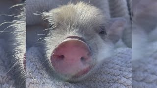 Minor league baseball mascot pig named, 'Ozempig,' to offense of some Minor league baseball mascot pig named, 'Ozempig,' to offense of some